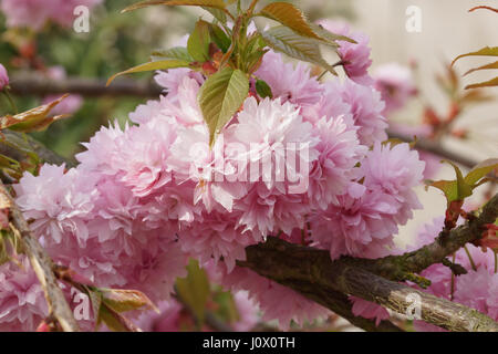 Hill Cherry, Kiku-shidare-zakura, Prunus serrulata Stock Photo