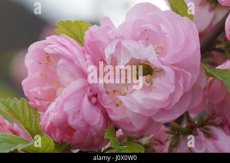 Dwarf Almond, Prunus triloba, herold of spring Stock Photo