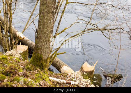 Tree felled by Eurasian beaver (Castor fiber) in Säveåns nature reserve, Floda, Sweden  Model Release: No.  Property Release: No. Stock Photo