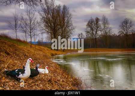 Three ducks by a pond, Castellania, Piedmont, Italy Stock Photo