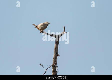 Chestnut-tailed Starling (Sturnia malabarica), Cambodia Stock Photo