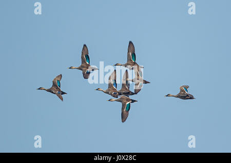 Eight Indian Spot-billed Ducks (Anas poecilorhyncha haringtoni) in flight in a flock, Cambodia Stock Photo