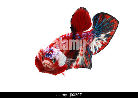 Portrait of a betta fish, Indonesia Stock Photo