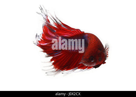 Portrait of a betta fish, Indonesia Stock Photo