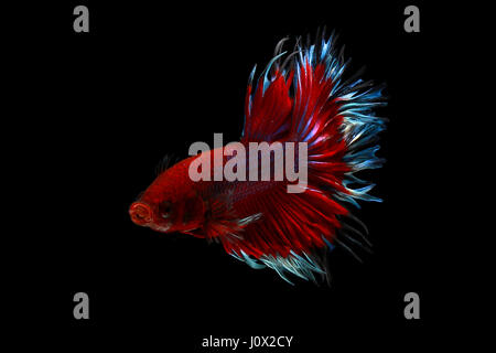 Portrait of a betta fish, Indonesia Stock Photo