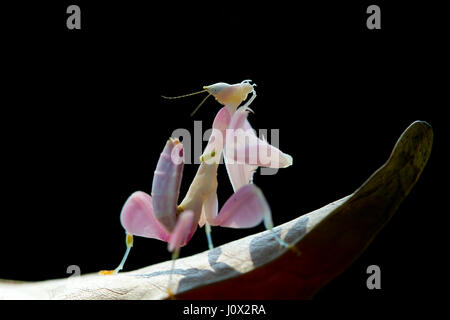 Orchid mantis on a leaf at night, Indonesia Stock Photo