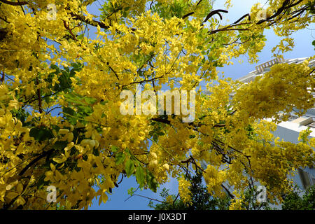 Amazing Cassia fistula tree with bunch of flower in yellow, this plant is national flower of Thai  Lan, also name Osaka, Dok khuen, Kanikkonna, Amalta Stock Photo