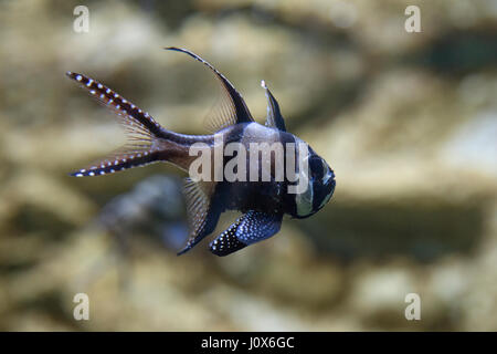 Banggai cardinal fish, Pterapogon kauderni, Apogonidae Stock Photo