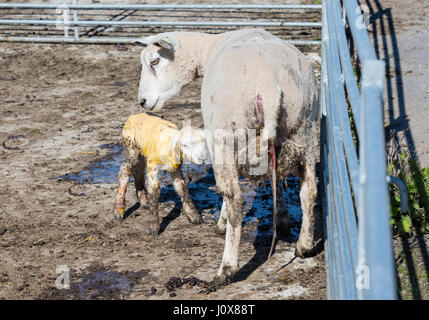 Sheep taking care to her just newborn lamb at Dutch farm Stock Photo
