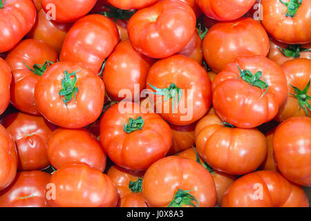 Background of red freshly picked tomatoes in Dutch plant nursery Stock Photo