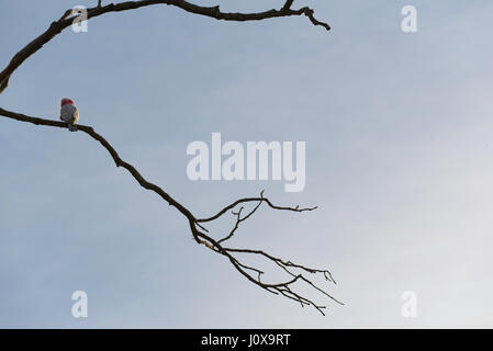 An Australian Pink Galah (Eolophus roseicapilla) bird sits on the branch of a dead tree in a rural coastal environment in Australia Stock Photo