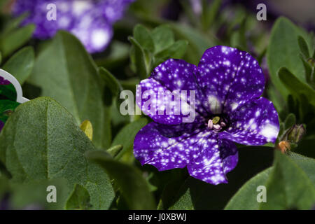 Purple night sky petunia flower in a botanical garden in spring Stock Photo