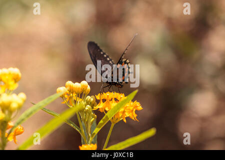 Spicebush swallowtail butterfly, Pterourus troilus, in a garden in spring Stock Photo