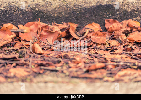 Fallen and dry leaves on a street next to sidewalk in autumn/fall in Vancouver, Canada. Stock Photo