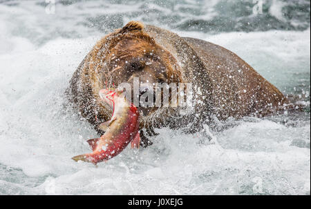Brown bear with salmon in its mouth. USA. Alaska. Kathmai National Park. Great illustration.