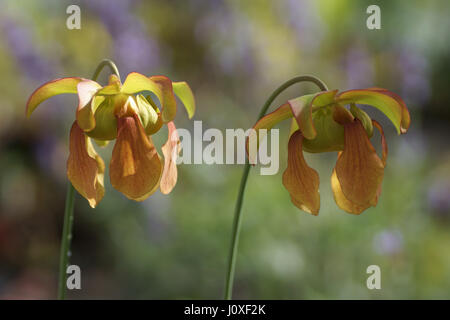 Sarracenia x moorei Stock Photo