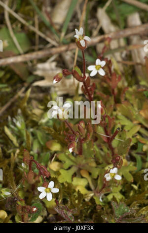 Saxifraga tridactylites Stock Photo