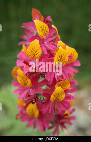 Schizanthus grahamii Stock Photo