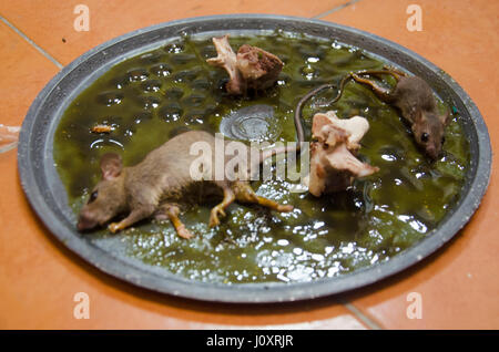 Rats on stick glue mousetrap in house Stock Photo