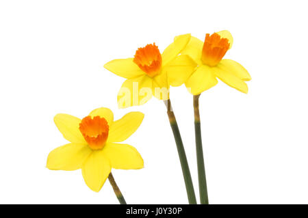 Three bright yellow Daffodils with deep orange coronas isolated against white Stock Photo