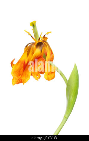 Red and yellow wilted tulip flower isolated against white Stock Photo