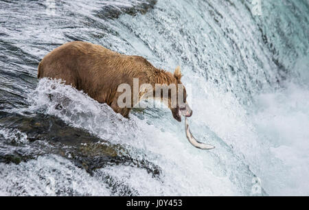 A brown bear catches salmon in the river. USA. Alaska. Kathmai National Park. Great illustration.