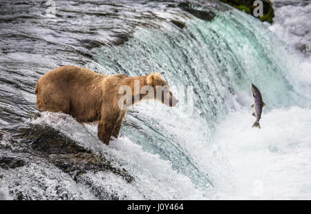 A brown bear catches salmon in the river. USA. Alaska. Kathmai National Park. Great illustration.