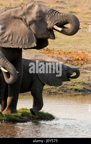 Mother and Baby Elephants Chobe River Chobe National Park Botswana ...