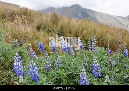 Wild flowers on Andes mountains near Quito, Ecuador Stock Photo - Alamy