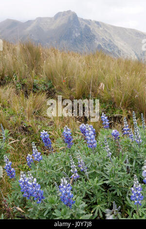 Wild flowers on the Andes of Ecuador Stock Photo - Alamy