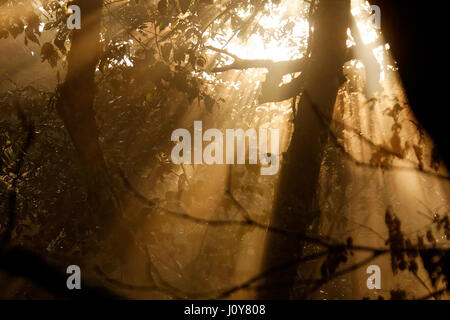 Sunrise in the jungle, Puyo, Ecuador Stock Photo