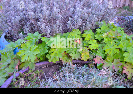 Perennial flower bed in early spring Stock Photo