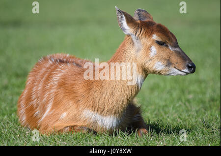 A baby Sitatunga Deer lying on the grass Stock Photo