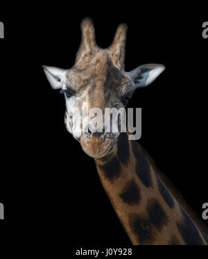 A close up of a Giraffe's head and neck on a black background Stock Photo