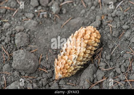piny cone on the ground Stock Photo