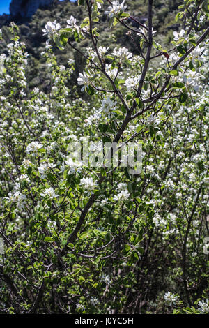 Amelachier ovalis in blossom Stock Photo