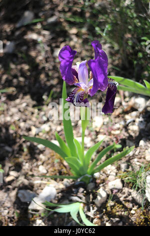 Iris lutescens at Spring around Gardanne in Provence Stock Photo
