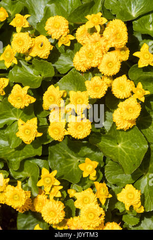 Brighten golden spring flowers of the compact double form of the marsh marigold, Caltha palustris 'Flore Pleno' Stock Photo