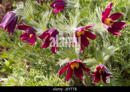 Red Spring flowers of the herbaceous perennial Pasque flower, Pulsatilla vulgaris 'Rubra' Stock Photo