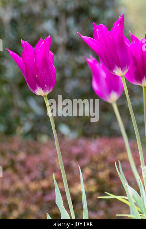 Rich purple flowrs of the spring blooming, lily flowered tulip, Tulipa 'Purple Dream' Stock Photo