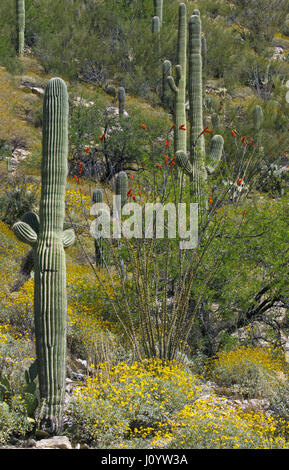 Spring wildflower season in the desert brings  yellow brittlebush and red ocotillo blooms along the Catalina Highway at lower elevations on Mount Lemm Stock Photo