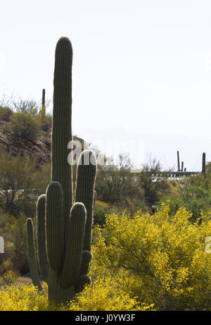 Morning light glows on saguaro cactus and yellow brittlebush along the Catalina Highway winding up Mount Lemmon, sky island and scenic byway, in Tucso Stock Photo