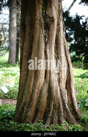 The bizarre almost gnarled tree trunk of a primeval Sequoia tree, Metasequoia glyptostroboides. Stock Photo