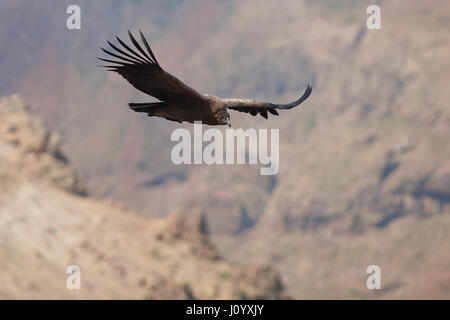 Young Andean Condor (Condor Vultur gryphus) flying against a background of the Andes Mountains near Santiago in Chile. Stock Photo