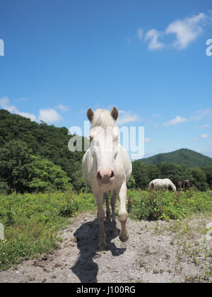 Dosanko Horse in Summer Stock Photo