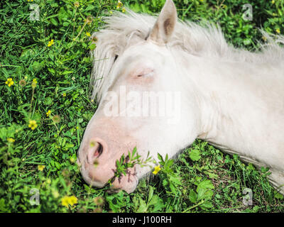 Dosanko Horse in Summer Stock Photo