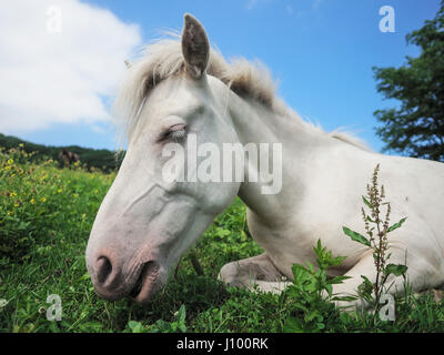 Dosanko Horse in Summer Stock Photo