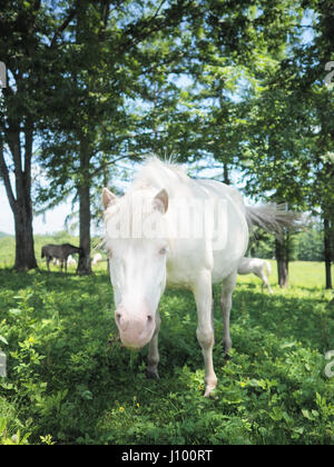 Dosanko Horse in Summer Stock Photo