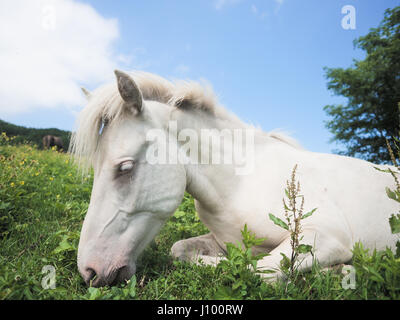 Dosanko Horse in Summer Stock Photo