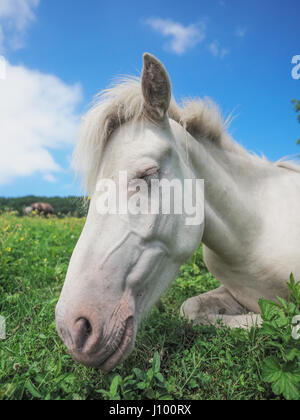 Dosanko Horse in Summer Stock Photo